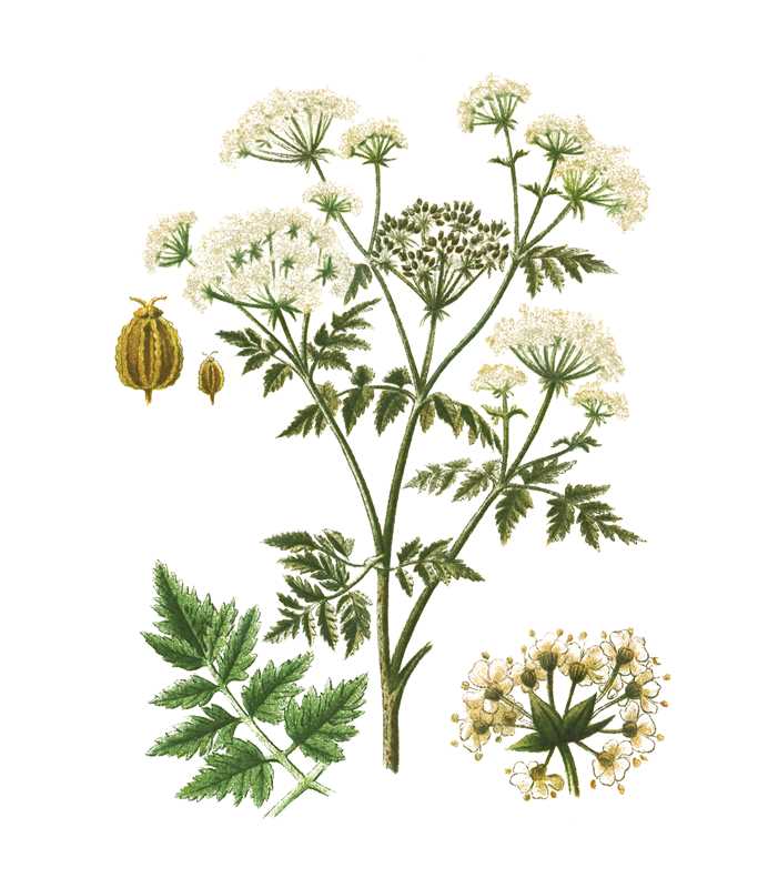 Instant Wall Art: Beautiful Botanical Prints by Adams Media: Paperback; 96 pages / English