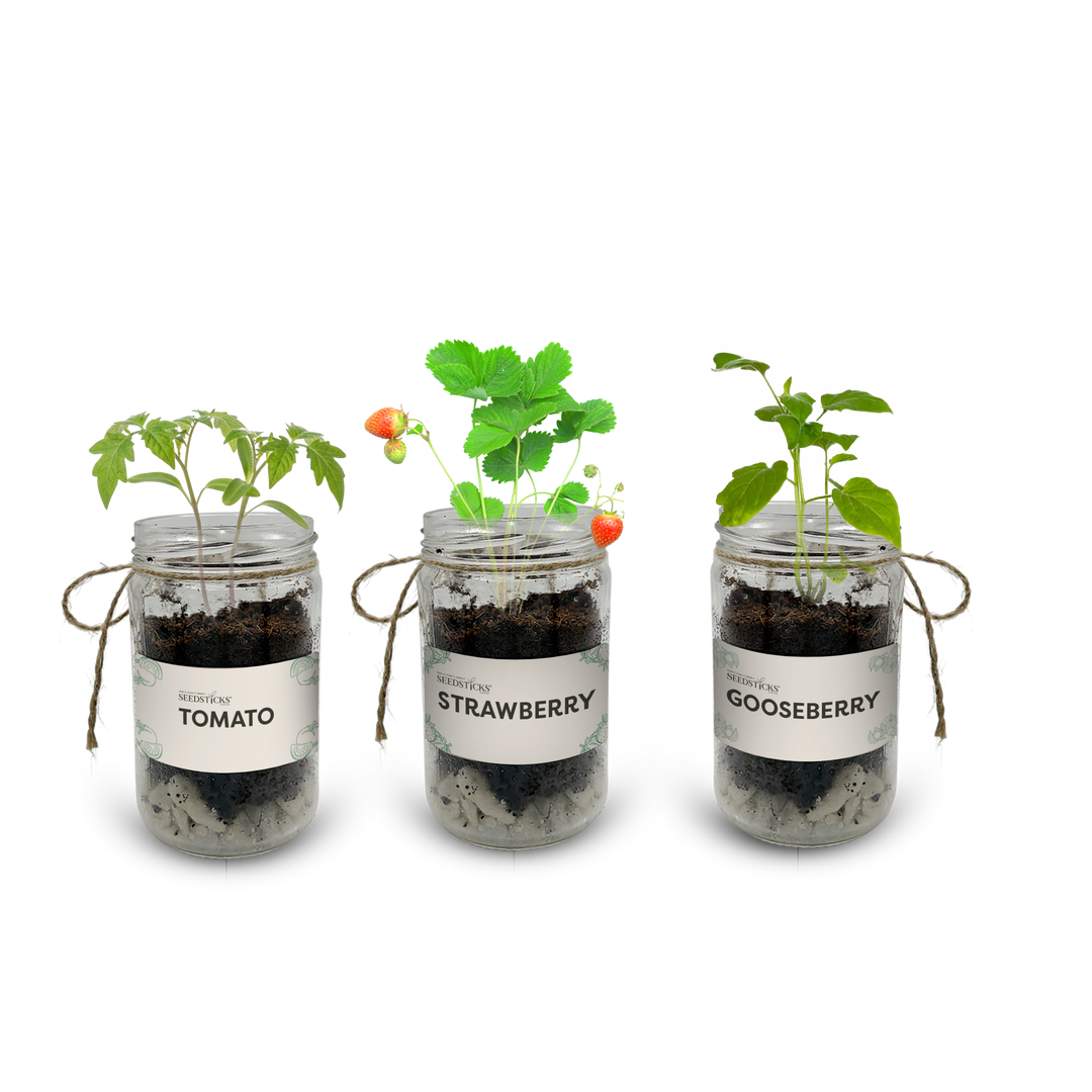 Indoor Fruit Jar Garden Kit
