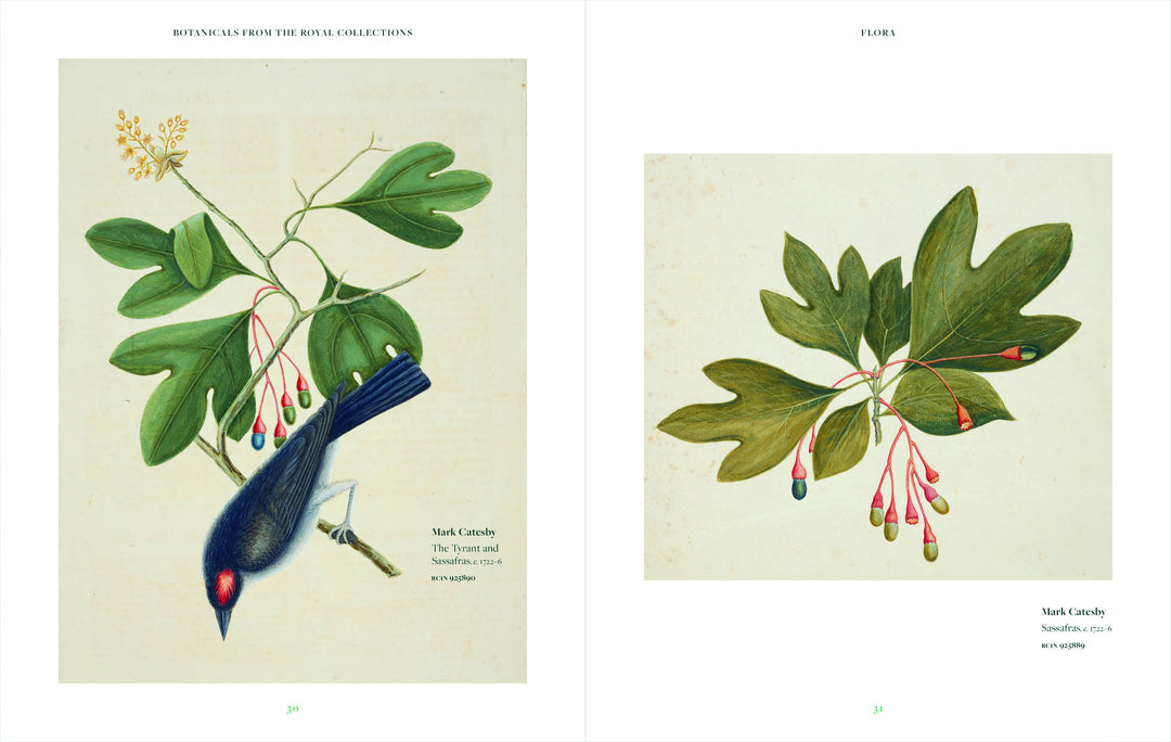 Botanicals