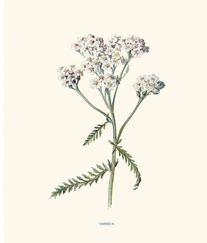 Instant Wall Art: Beautiful Botanical Prints by Adams Media: Paperback; 96 pages / English