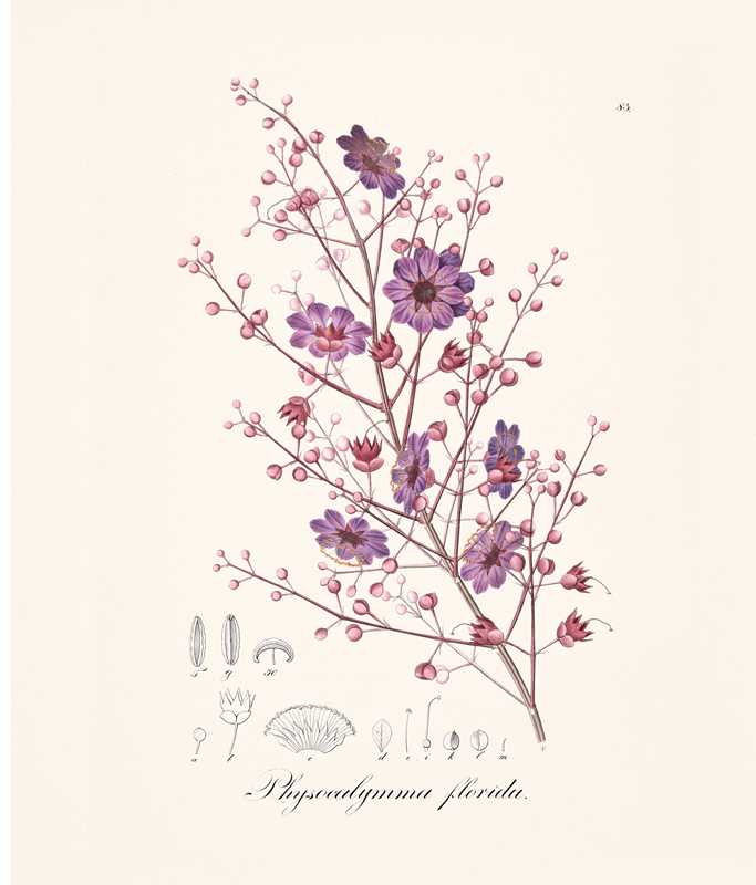 Instant Wall Art: Beautiful Botanical Prints by Adams Media: Paperback; 96 pages / English
