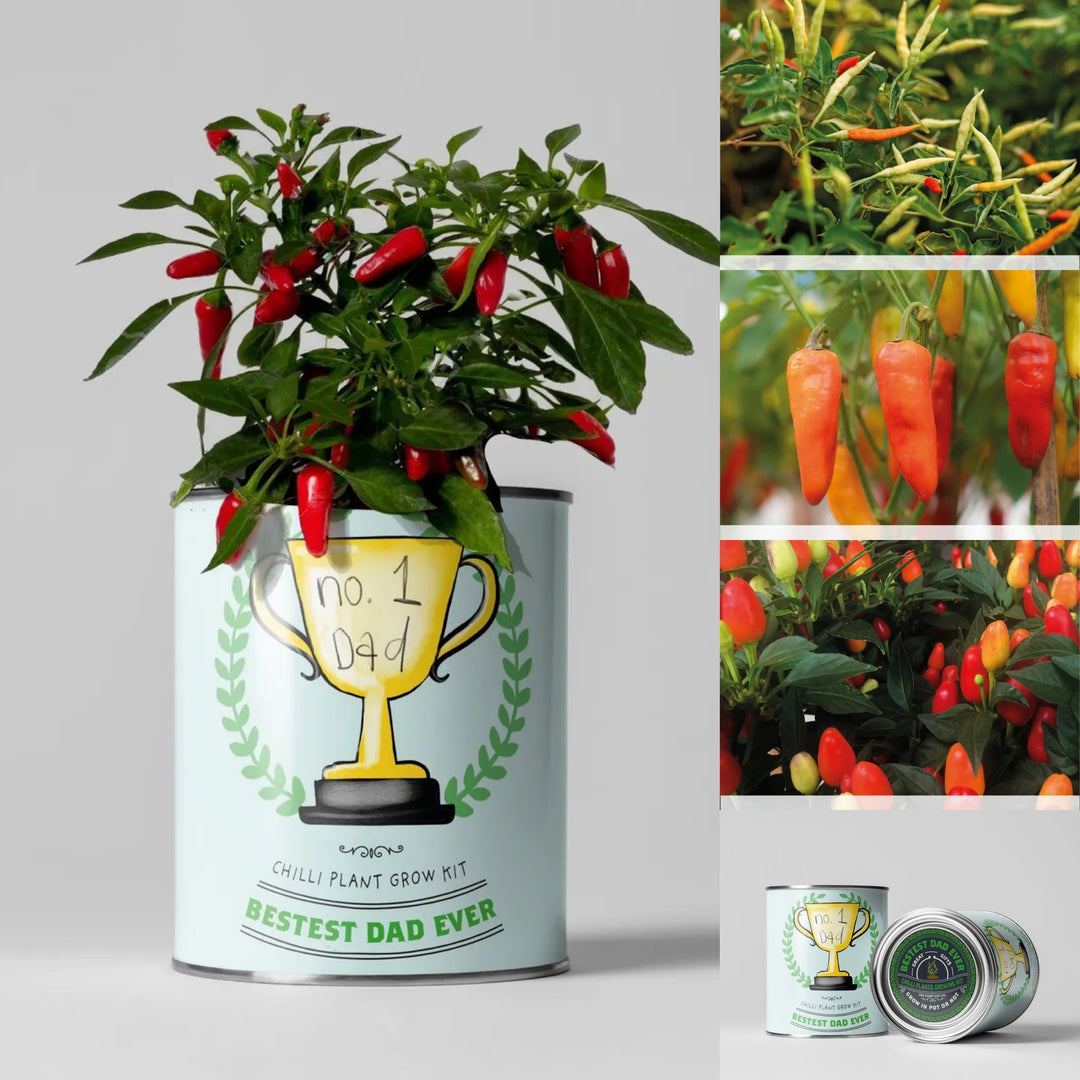 Grow your own chilli plants