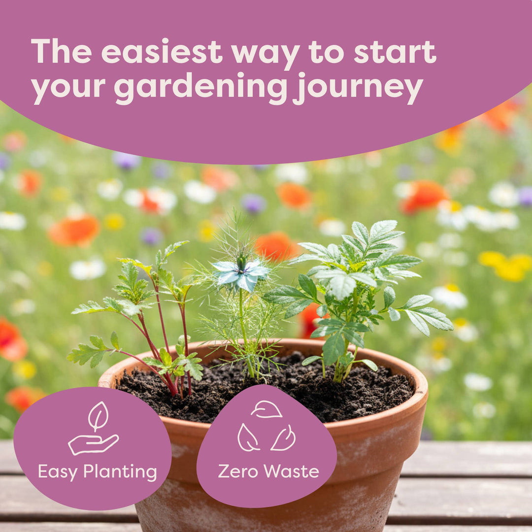 Indoor Fruit Jar Garden Kit