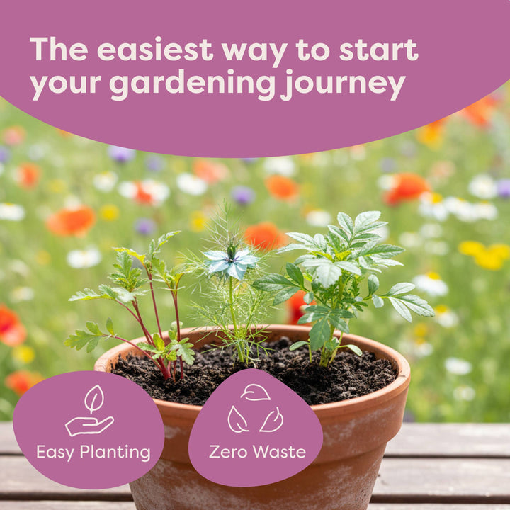 Indoor Fruit Jar Garden Kit