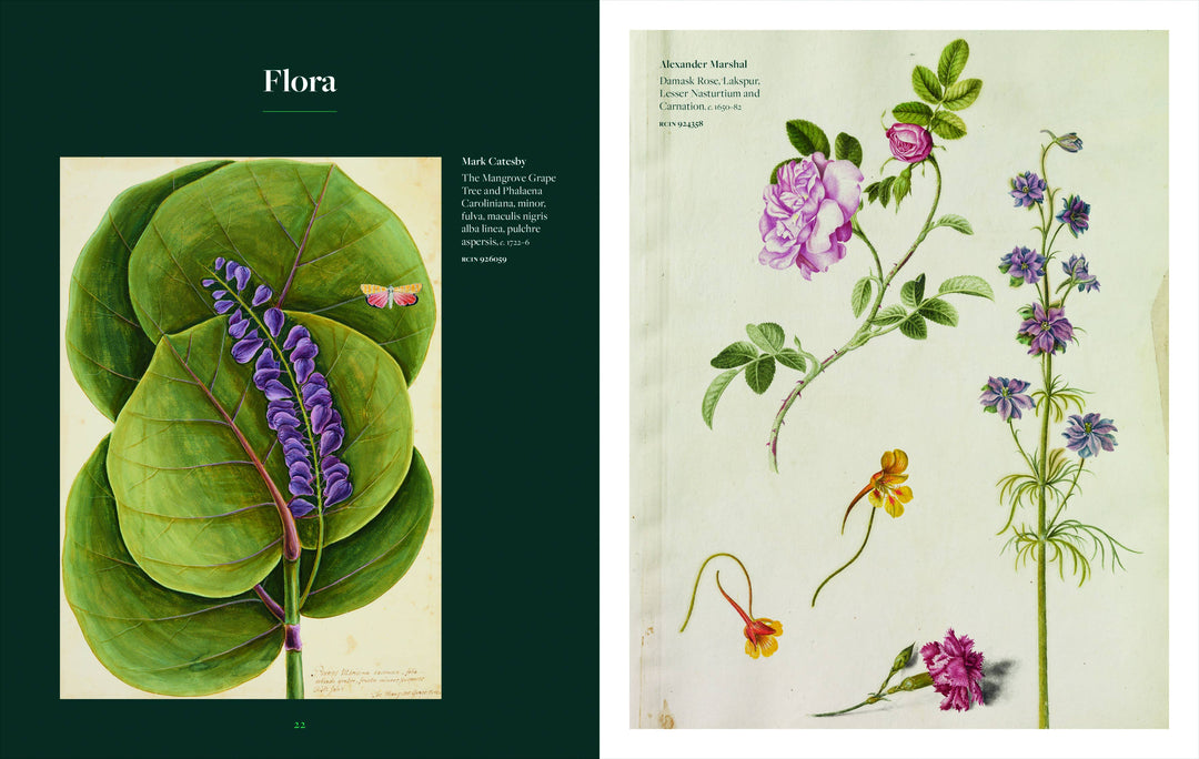 Botanicals