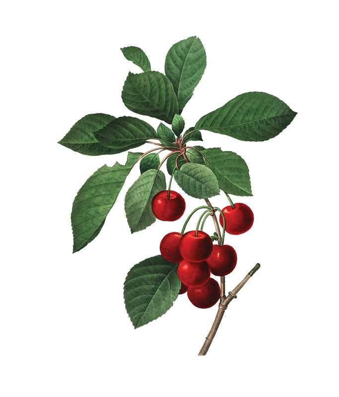 Instant Wall Art: Beautiful Botanical Prints by Adams Media: Paperback; 96 pages / English
